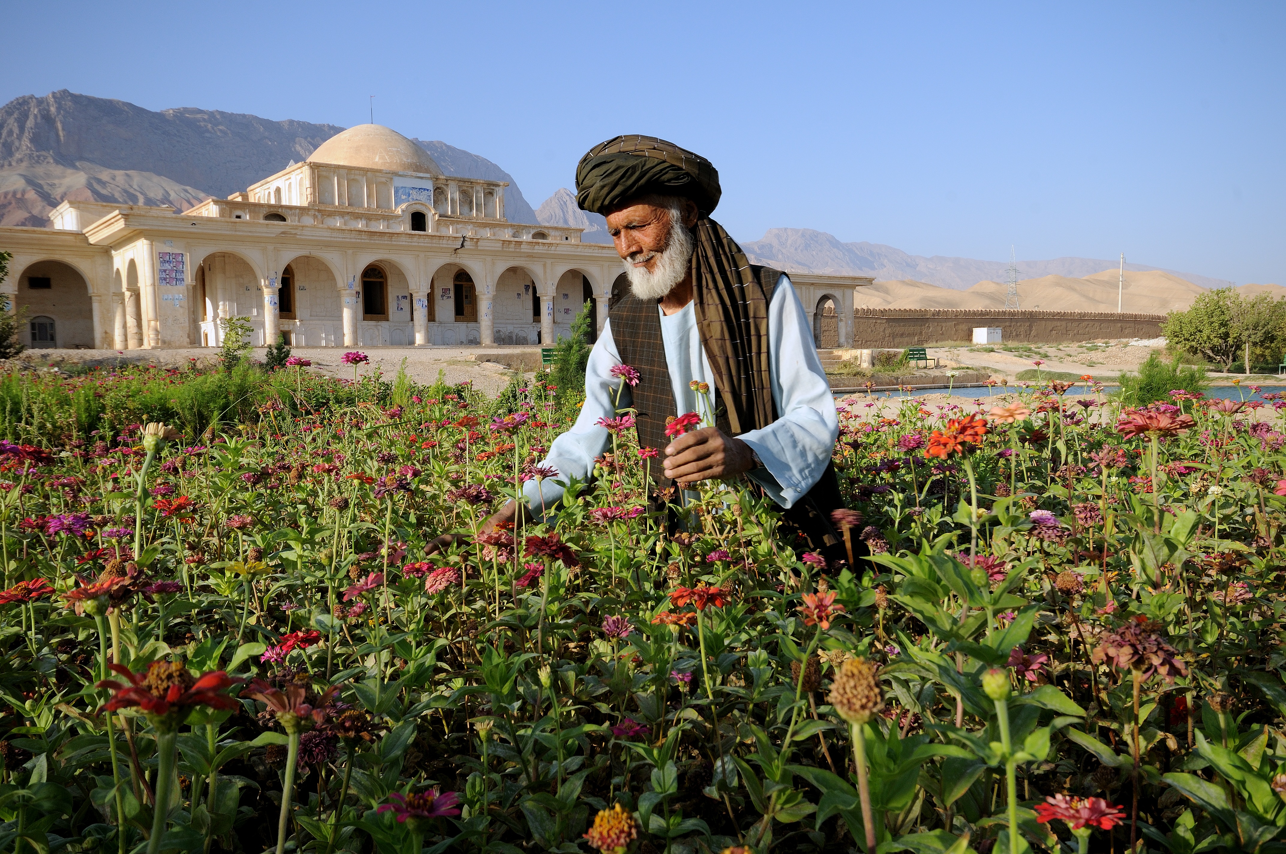 A gardener among flowers in the historic gardens of Kholm, Afghanistan