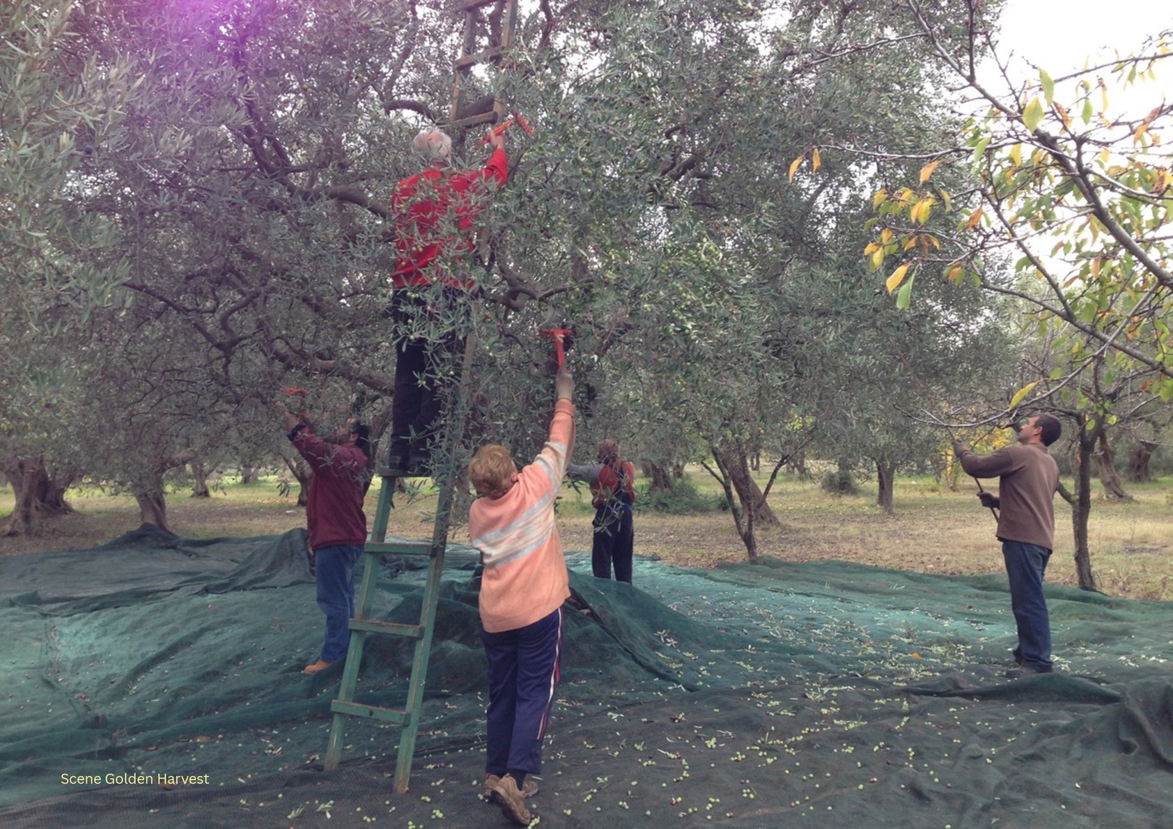 People working among olive trees in a Mediterranean landscape